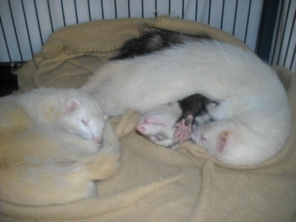 Ferrets Sleeping Photos Needed | The Holistic Ferret Forum